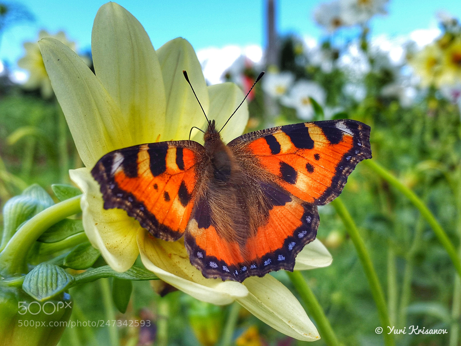 Samsung Galaxy Alpha sample photo. Small tortoiseshell photography