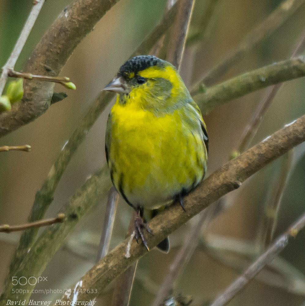 Nikon D7200 sample photo. Siskin photography