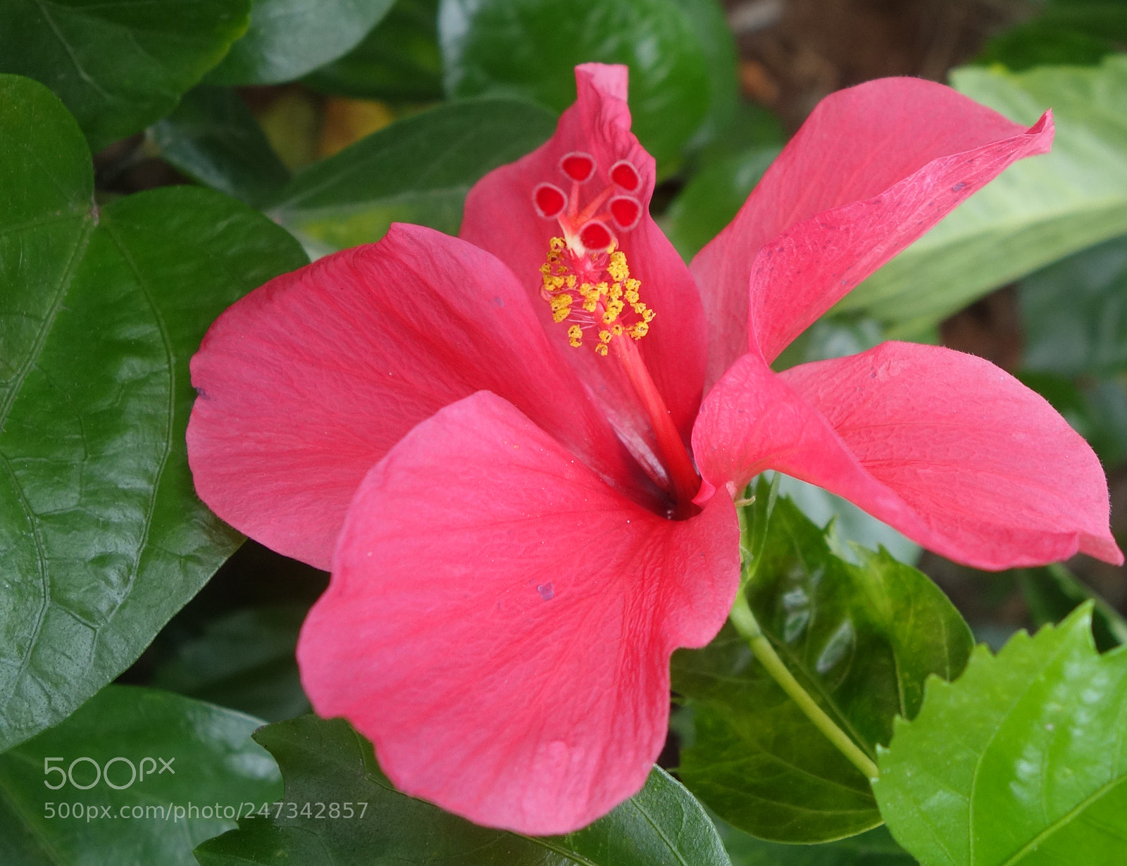 Sony Cyber-shot DSC-RX100 II sample photo. Vn flowers () photography