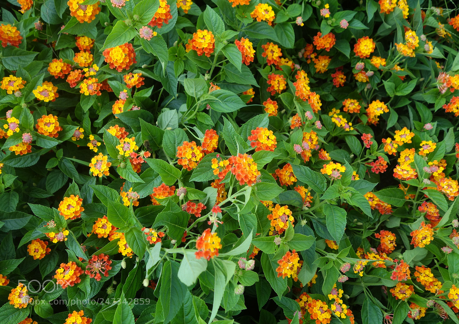 Sony Cyber-shot DSC-RX100 II sample photo. Vn flowers () photography