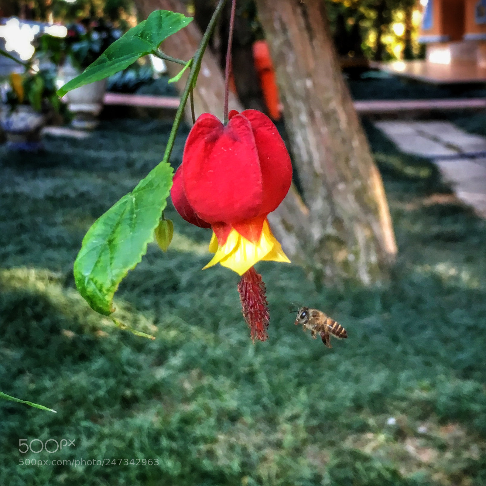 Apple iPhone 6s sample photo. Bee in flight photography