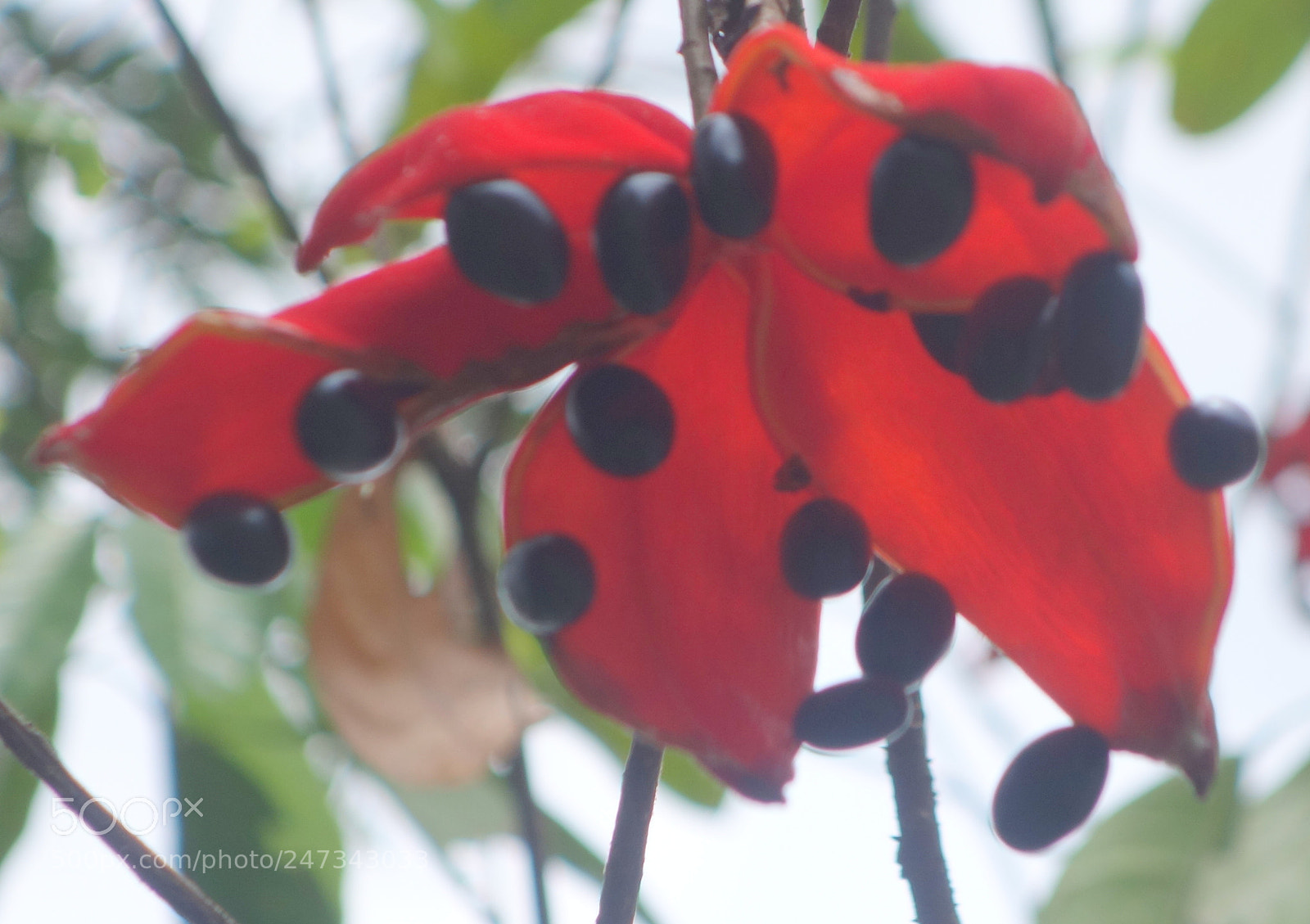Sony Cyber-shot DSC-RX100 II sample photo. Vn flowers () photography