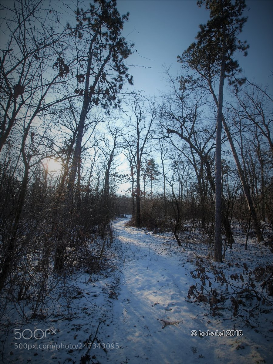 Olympus E-420 (EVOLT E-420) sample photo. Forest path photography