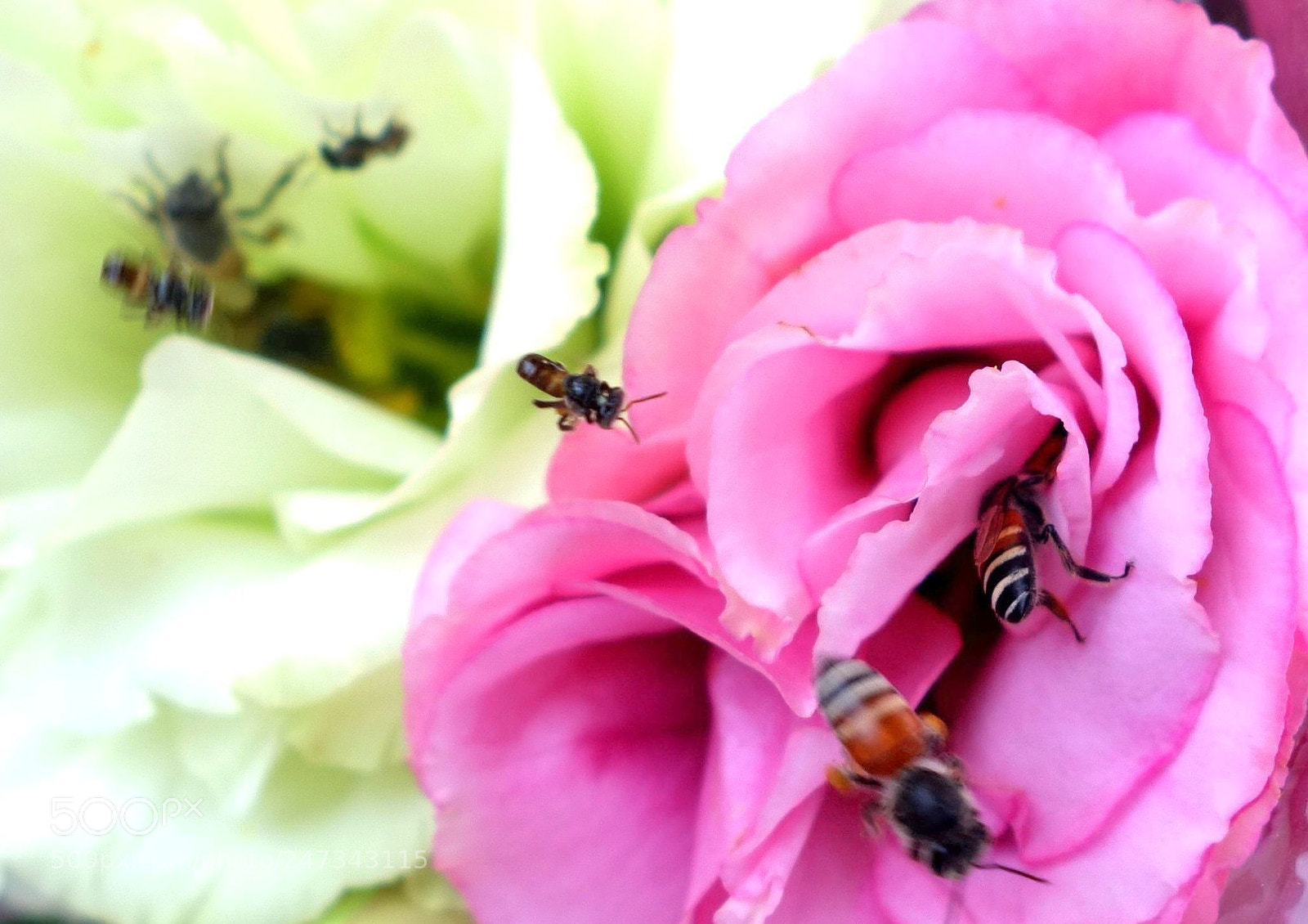 Sony Cyber-shot DSC-RX100 II sample photo. Vn flowers () photography
