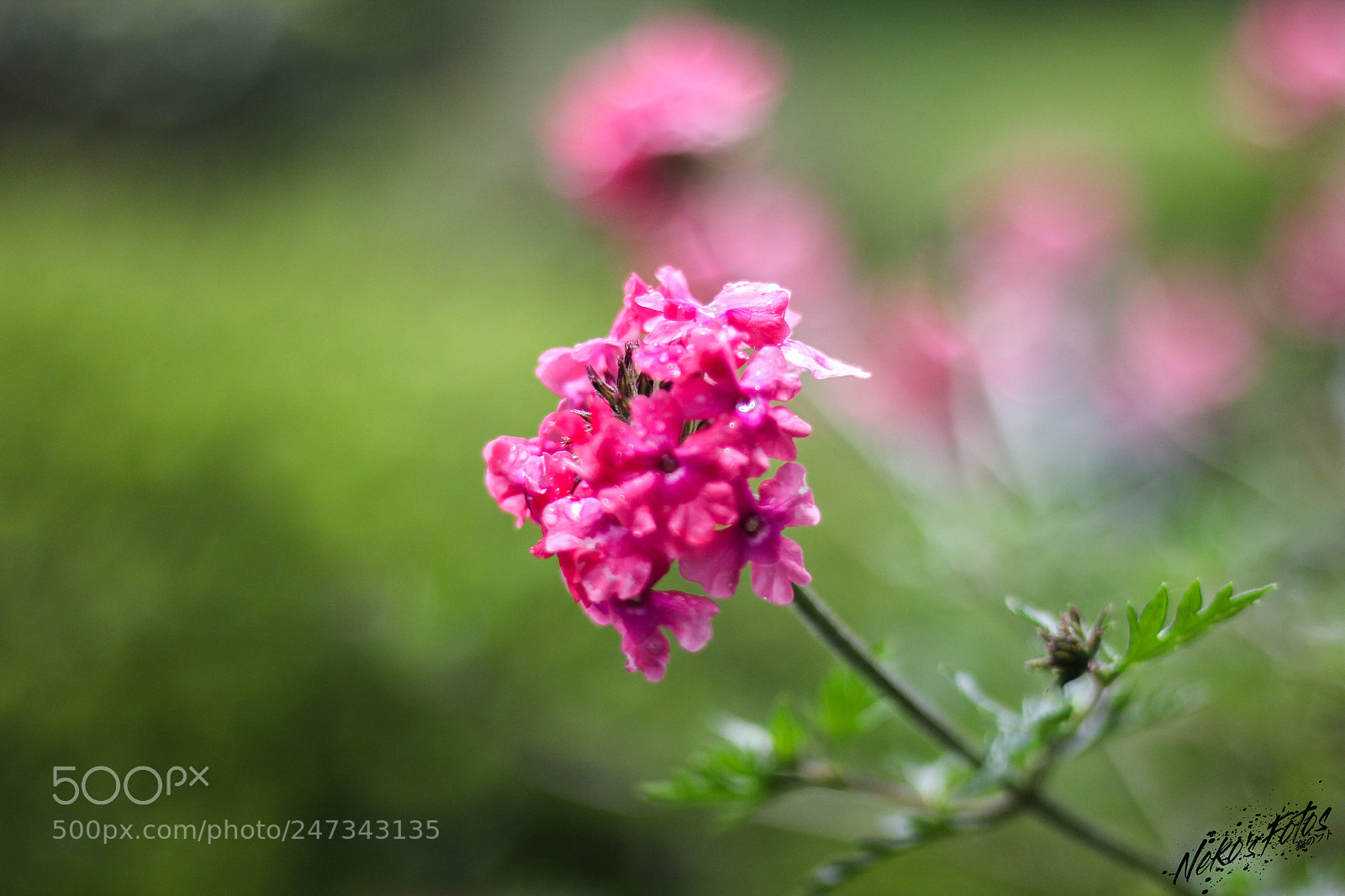 Canon EOS 60D sample photo. Noname6 photography