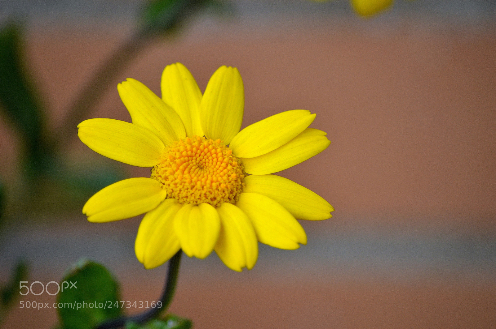 Nikon D3200 sample photo. Wildflower photography