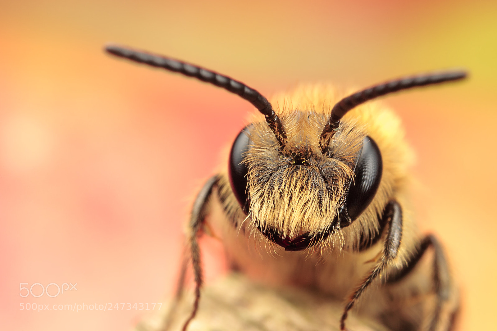 Canon EOS 5D sample photo. Mining bee photography