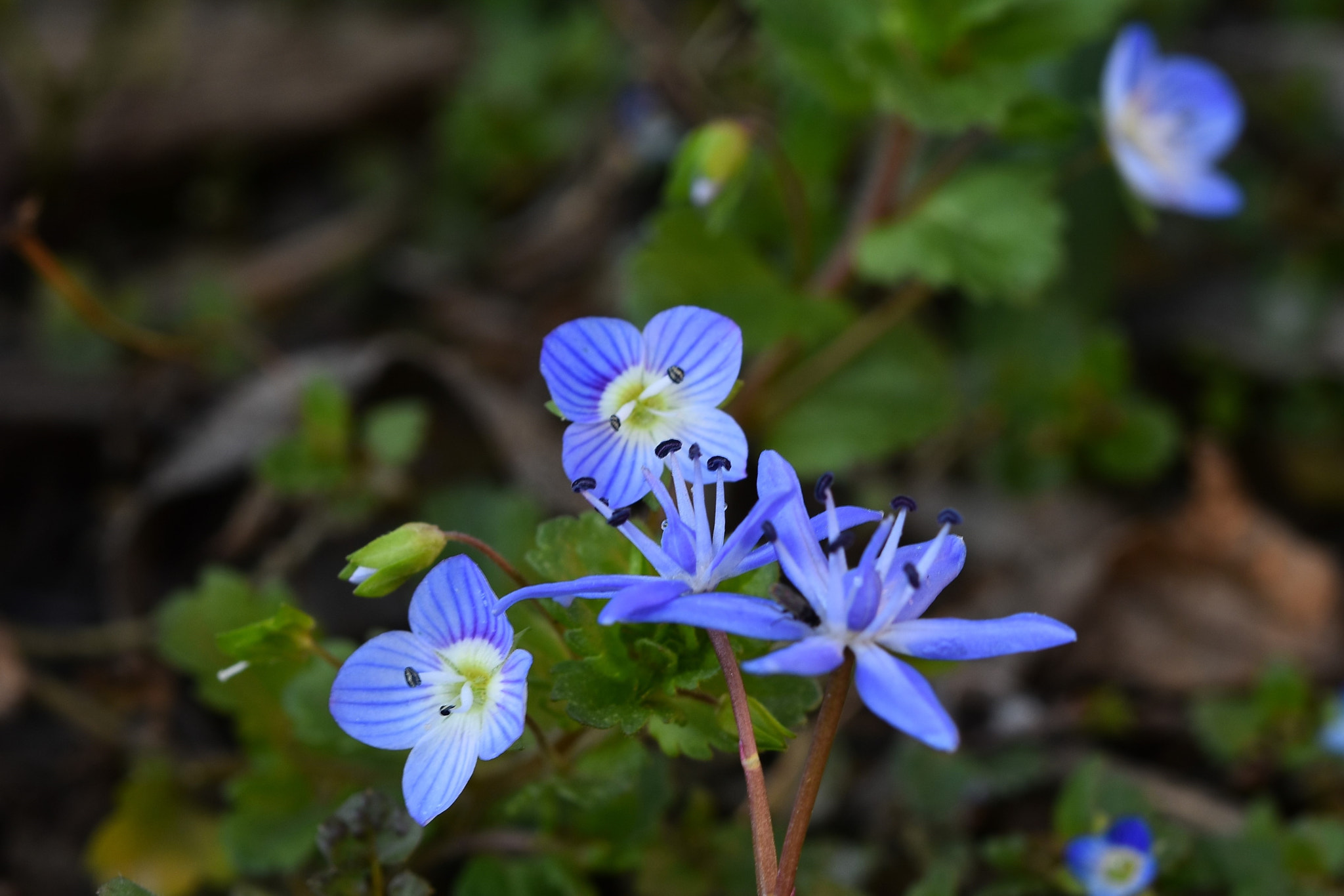 Nikon D7200 + Sigma 105mm F2.8 EX DG OS HSM sample photo. Blue friends photography