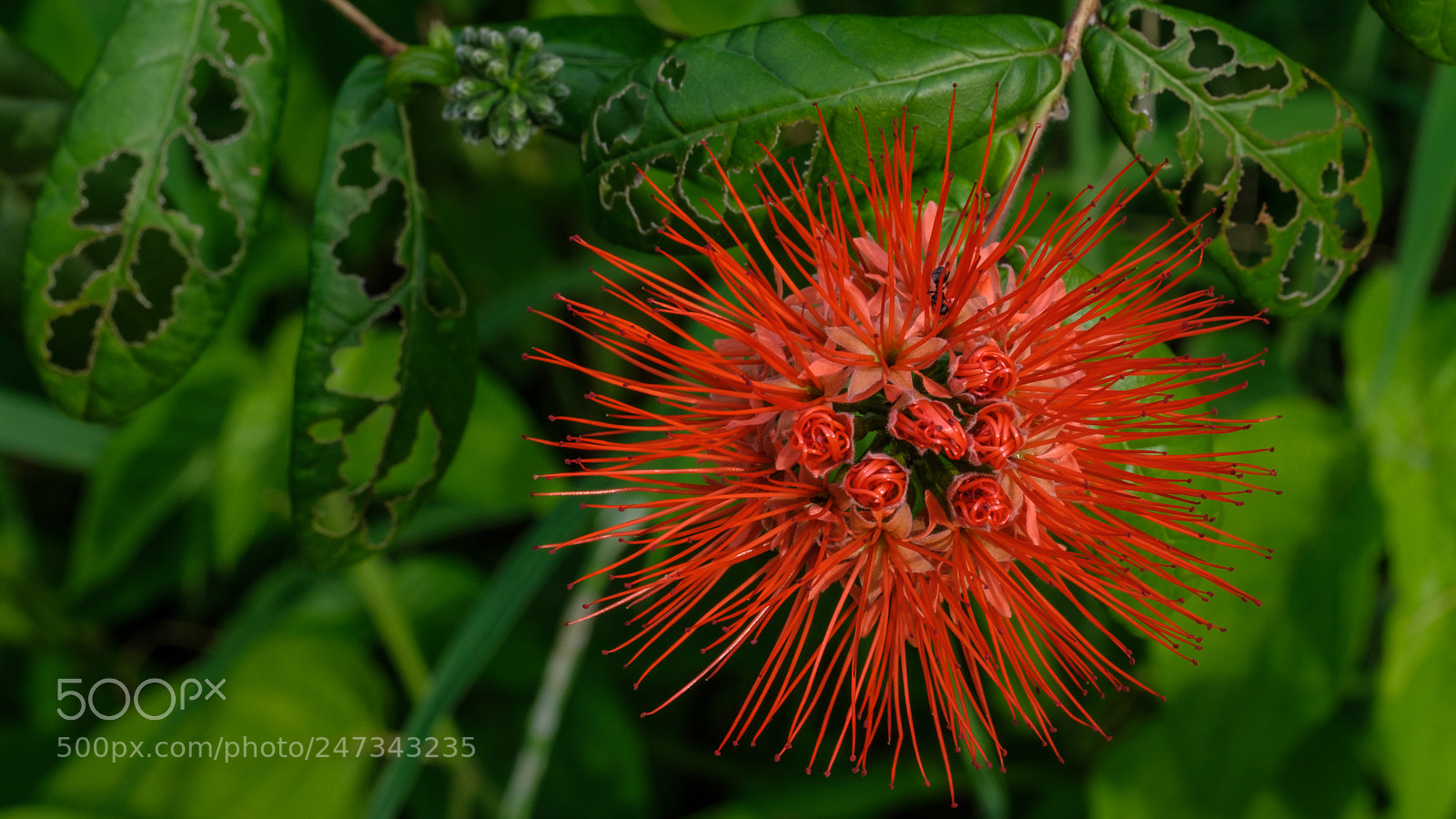 Fujifilm X-T2 sample photo. Powderpuff (calliandra haematocephala) photography