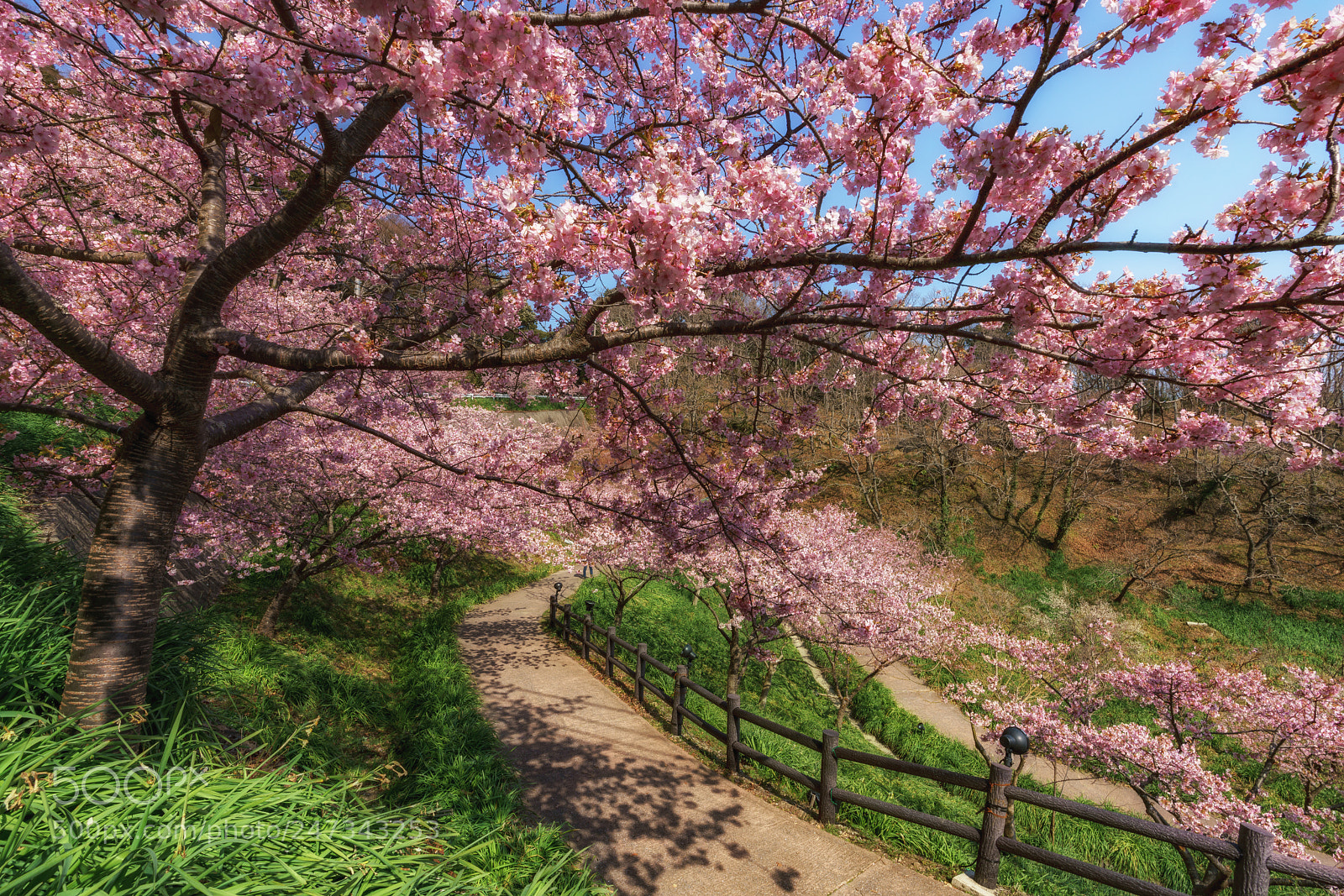 Sony a7R III sample photo. Under the cherry blossoms photography