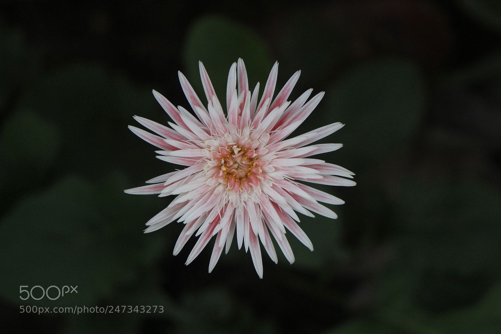 Canon EOS 700D (EOS Rebel T5i / EOS Kiss X7i) sample photo. Chrysanthemum photography