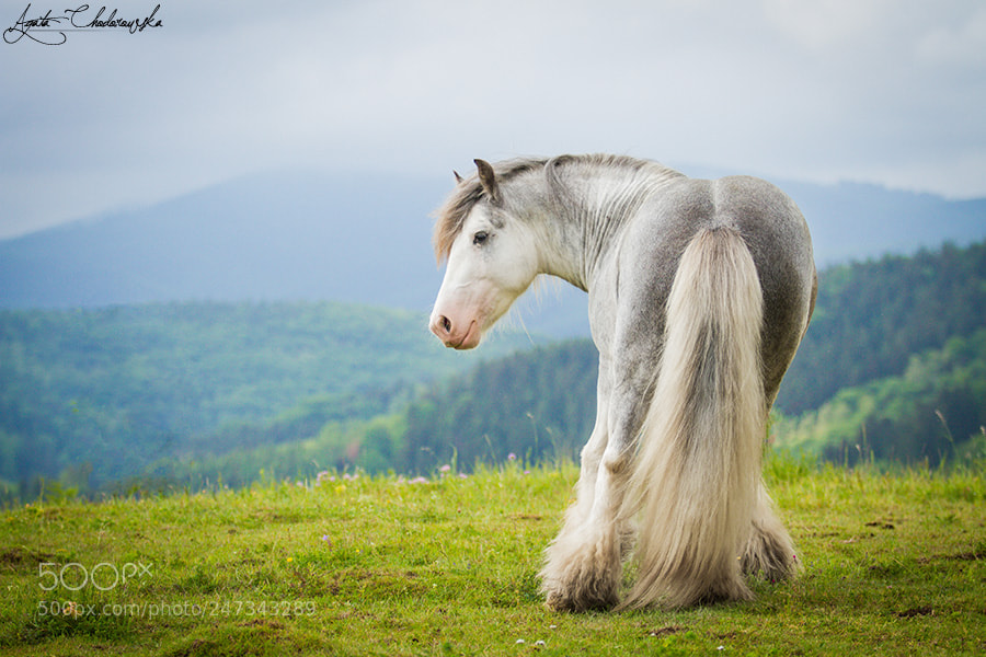 Canon EOS 7D sample photo. Stallion gypsy cob blue photography