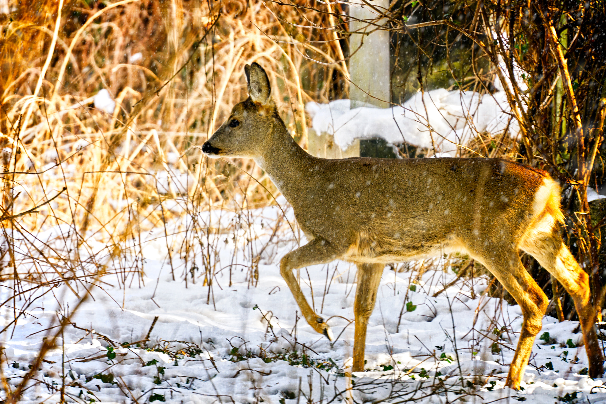 Sony FE 70-300mm F4.5-5.6 G OSS sample photo. 2018_02_25 photography