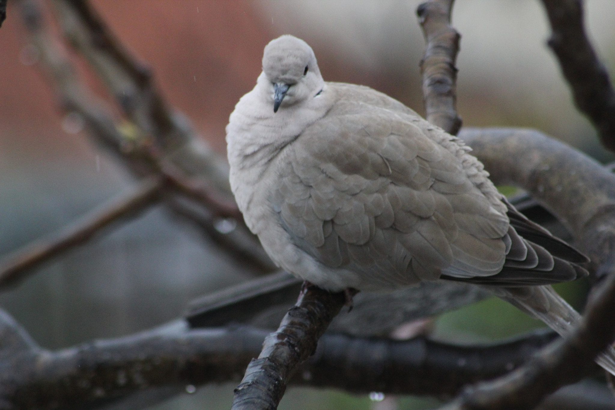 Canon EOS 550D (EOS Rebel T2i / EOS Kiss X4) sample photo. Tourterelle from france photography