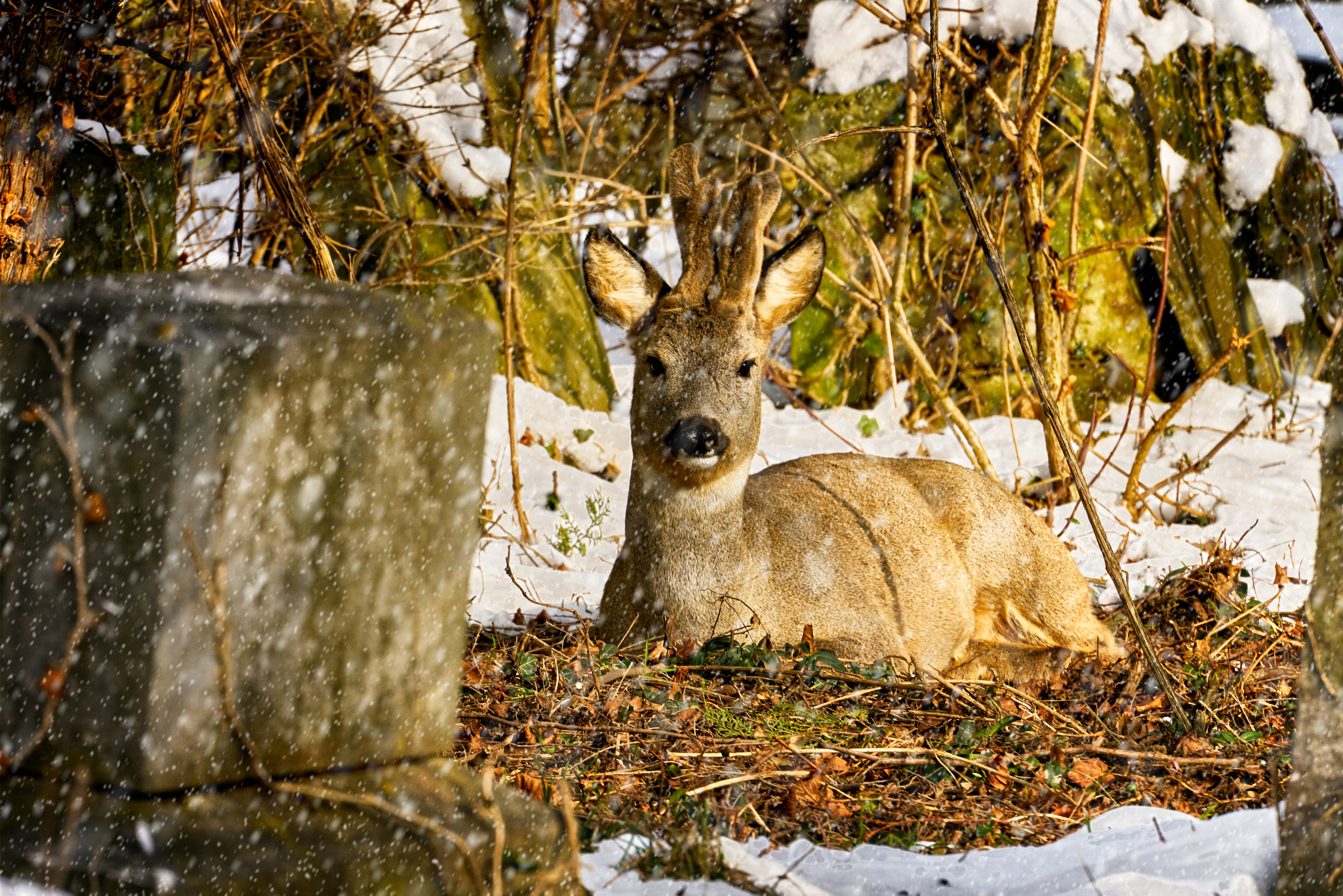 Sony FE 70-300mm F4.5-5.6 G OSS sample photo. 2018_02_25 photography