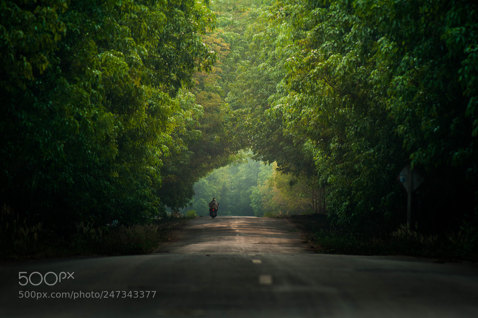 Nikon D90 sample photo. Rubber trees tunnel in photography
