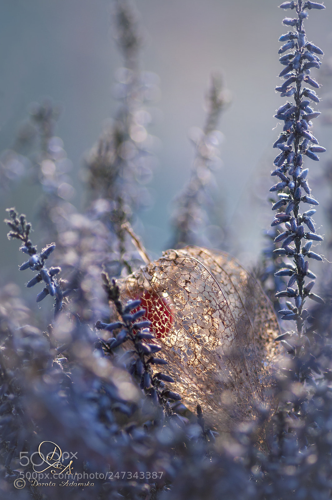 Pentax K20D sample photo. .............. photography