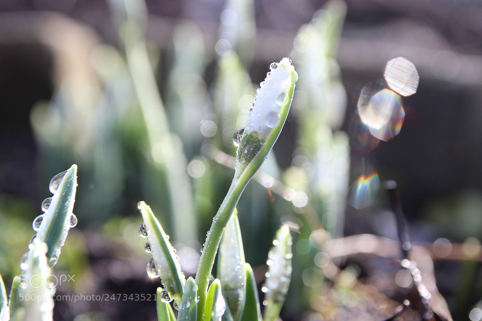 Canon EOS 600D (Rebel EOS T3i / EOS Kiss X5) sample photo. Snowdrops. spring primroses. photography