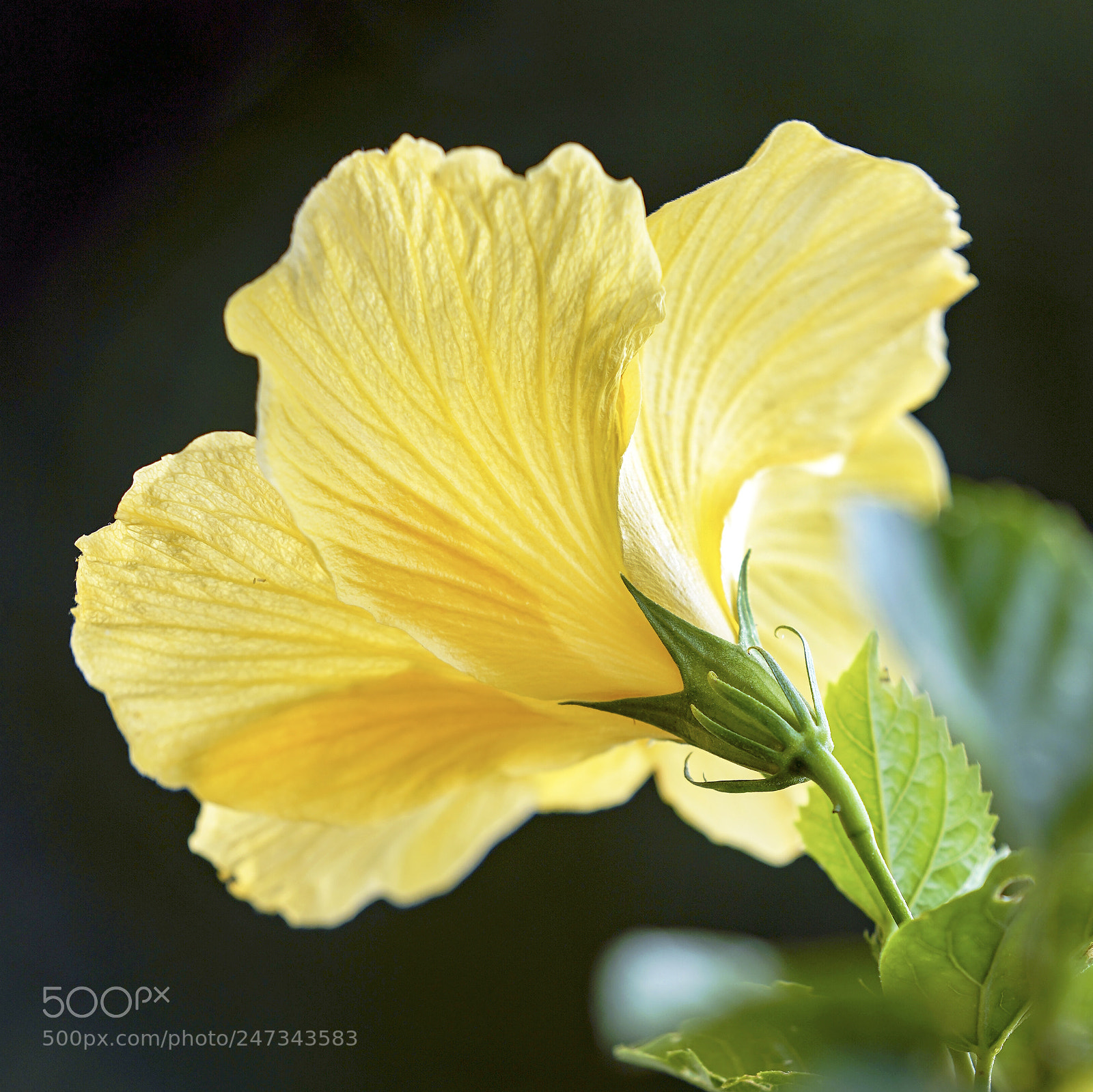 Sony a9 sample photo. Yellow hibiscus in full photography