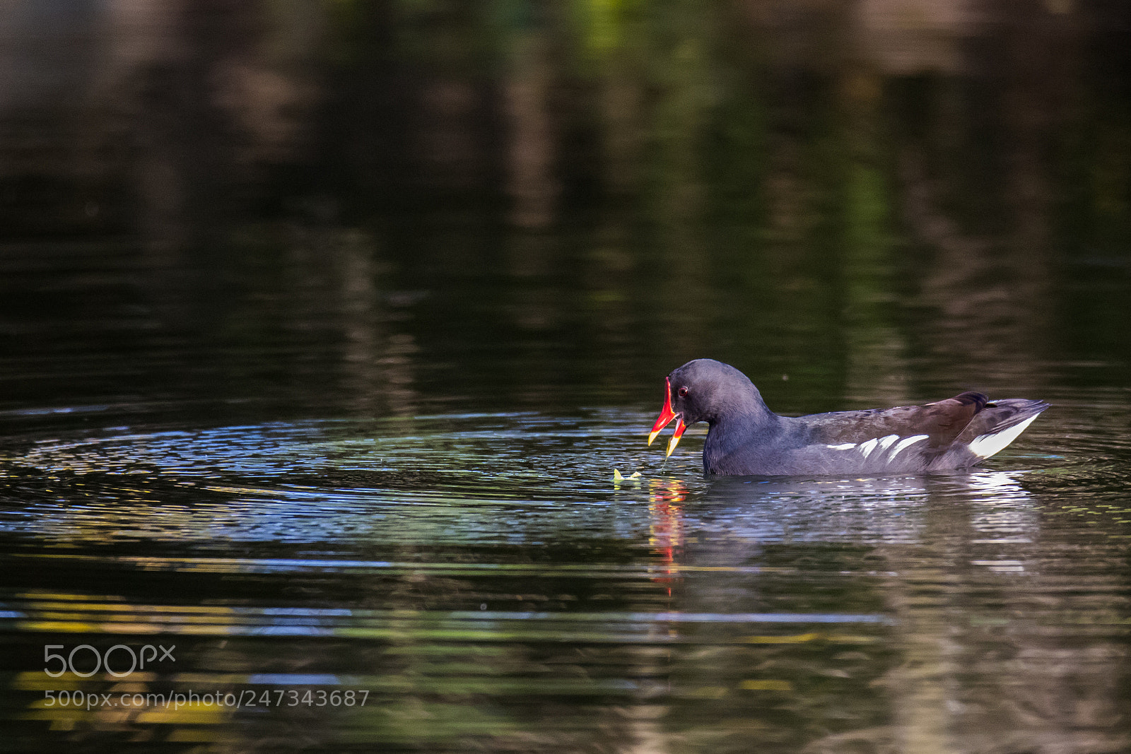 Canon EOS 80D sample photo. Afternoon pond photography