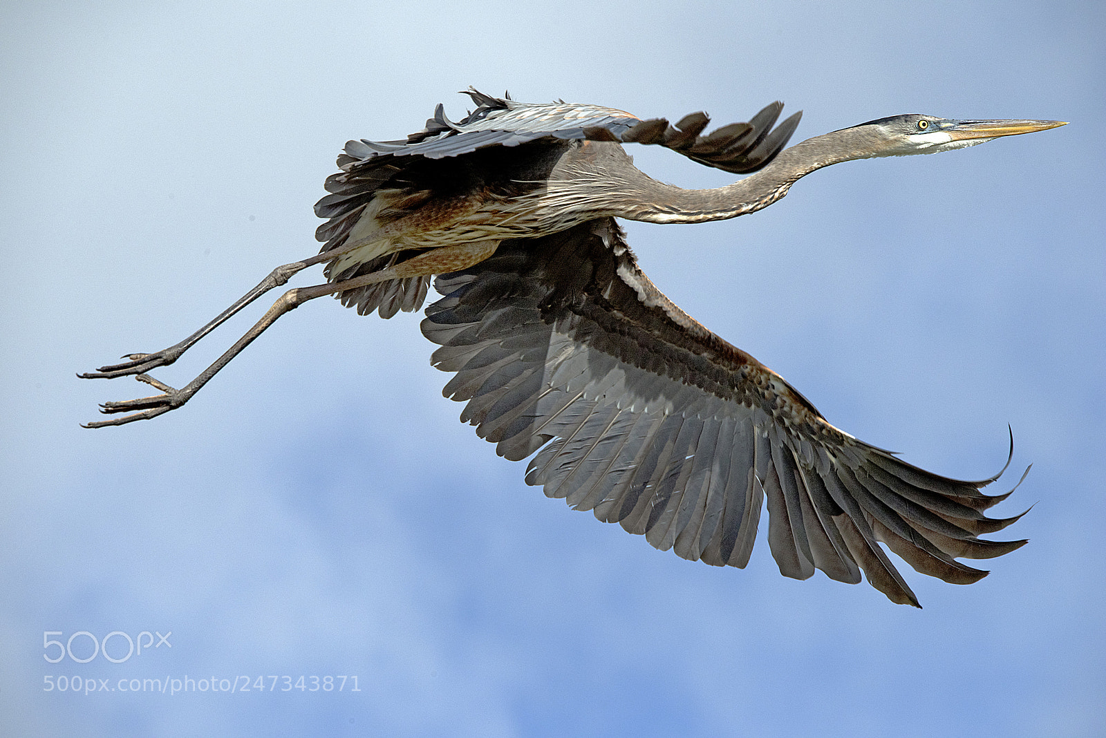 Nikon D810 sample photo. Flap photography