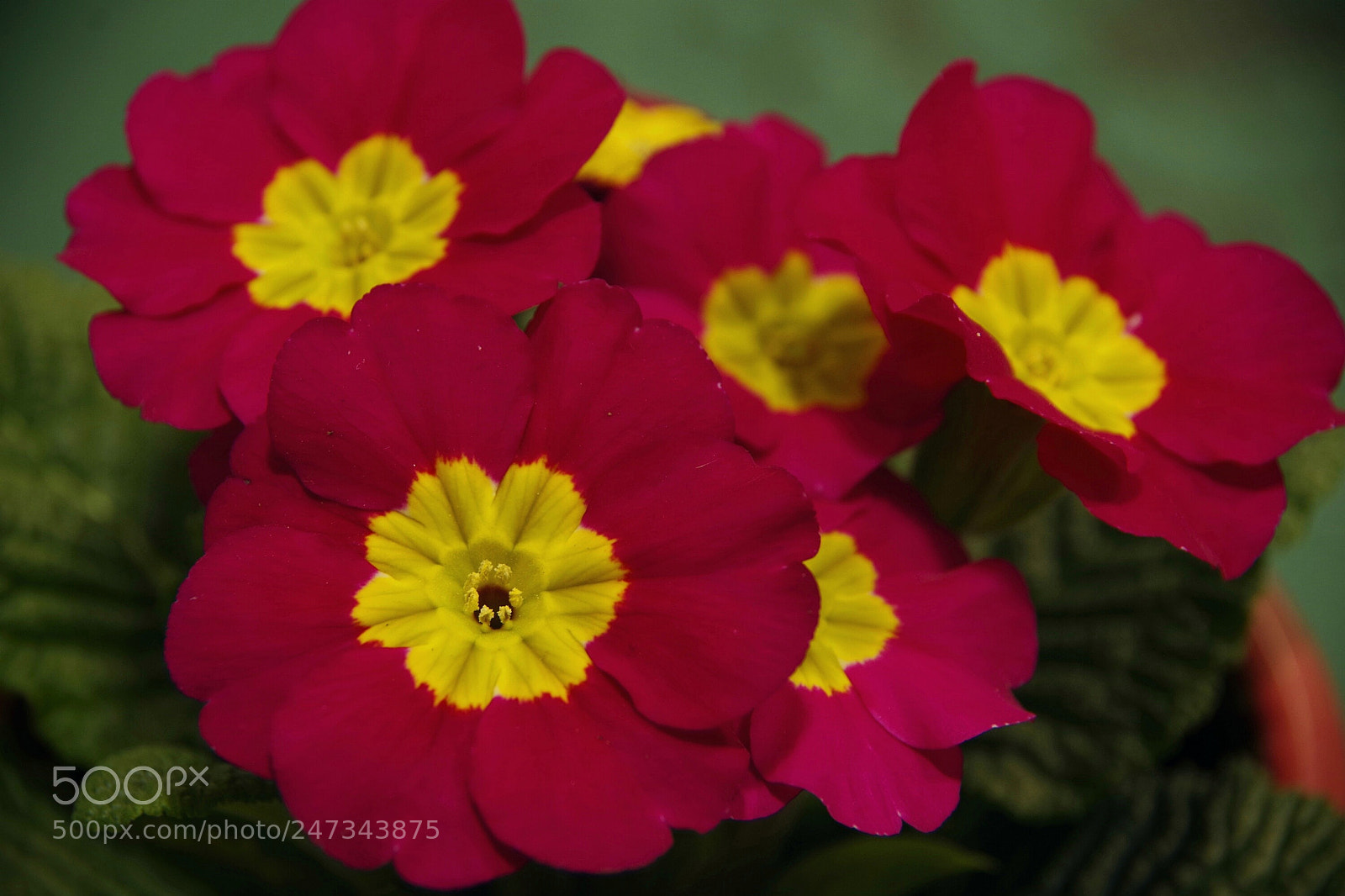 Pentax K-70 sample photo. Red primula photography