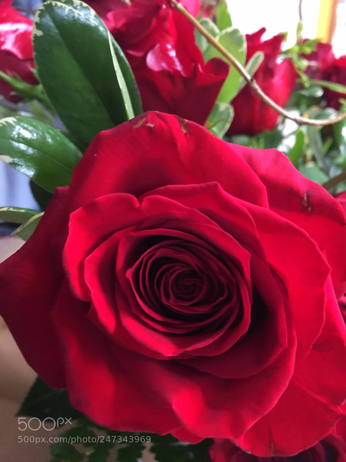 Apple iPhone 6 Plus sample photo. Today’s flower ? photography