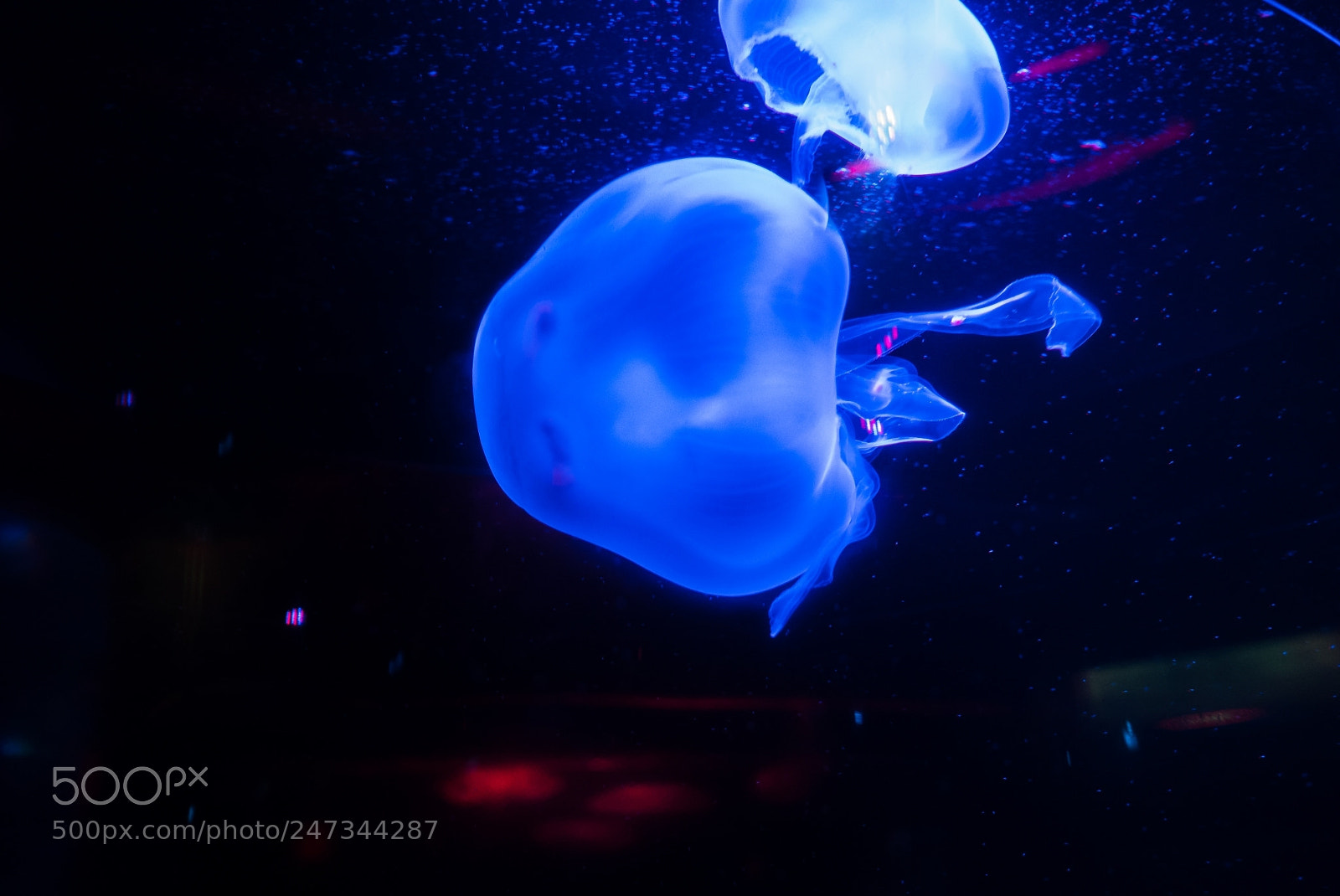 Panasonic Lumix DMC-LX100 sample photo. Jellyfish photography