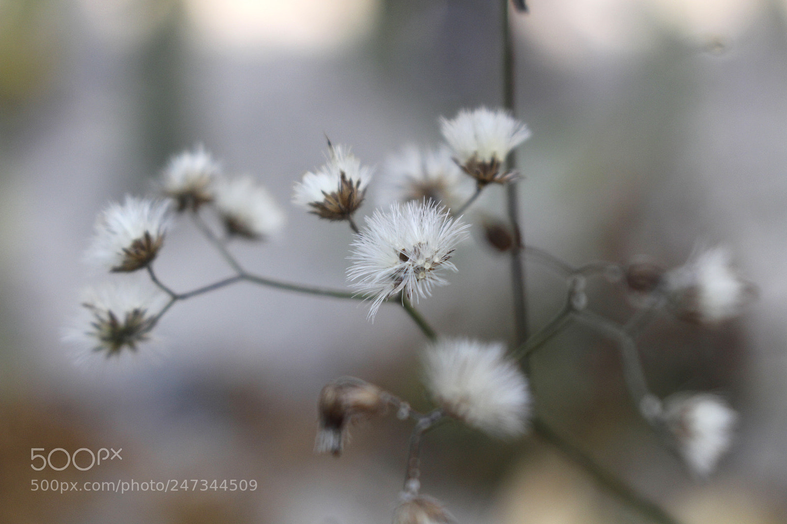 Canon EOS 700D (EOS Rebel T5i / EOS Kiss X7i) sample photo. Wildflowers photography