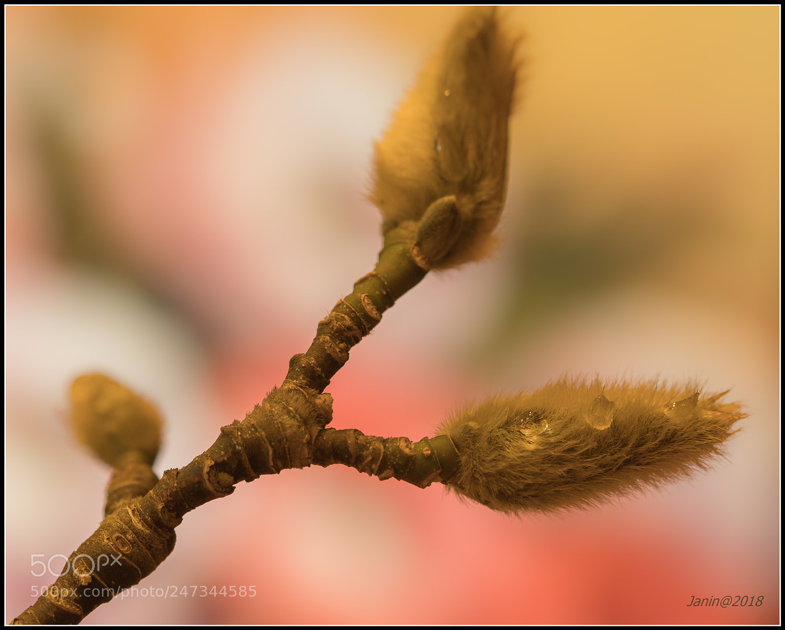 Canon EOS 77D (EOS 9000D / EOS 770D) sample photo. Magnolia buds photography