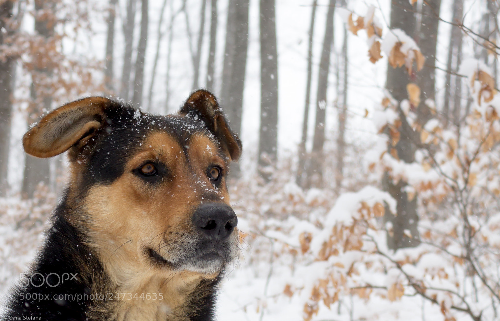Canon EOS 600D (Rebel EOS T3i / EOS Kiss X5) sample photo. Forest dog photography