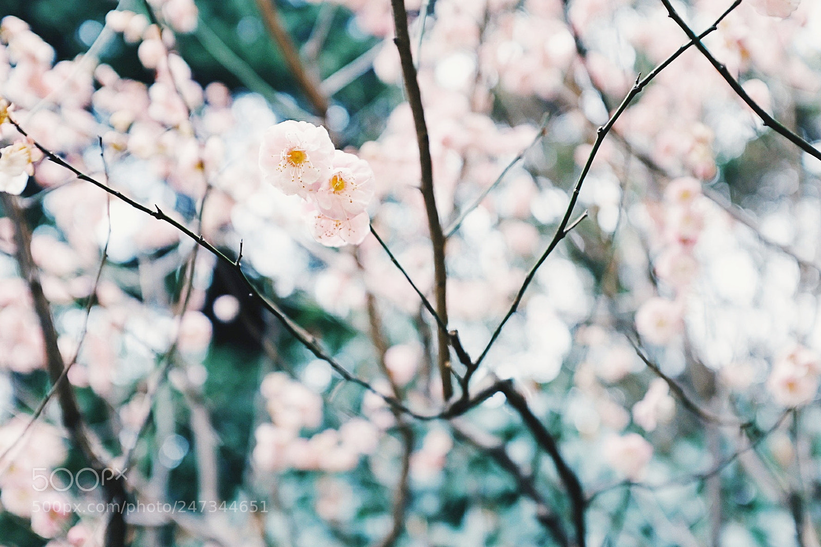Fujifilm X100F sample photo. 梅花 photography