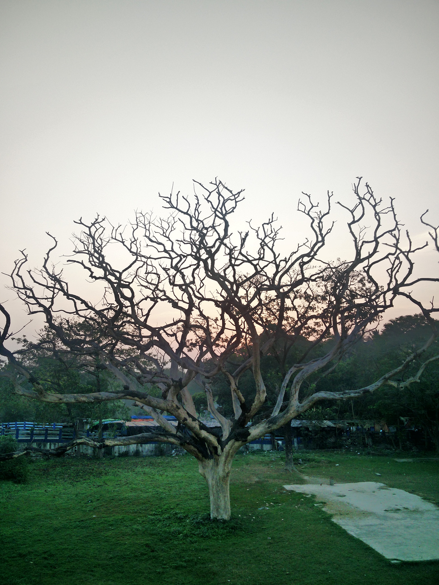 OnePlus 2 sample photo