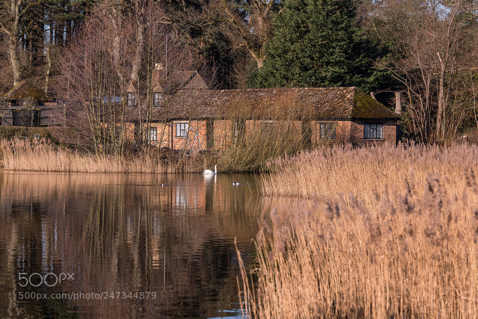 Nikon D850 sample photo. The boathouse frensham photography