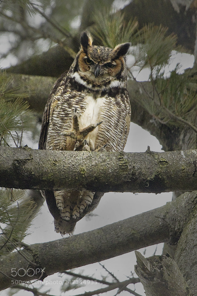 Canon EOS 7D Mark II sample photo. Great horned owl, connecticut, 2018 photography