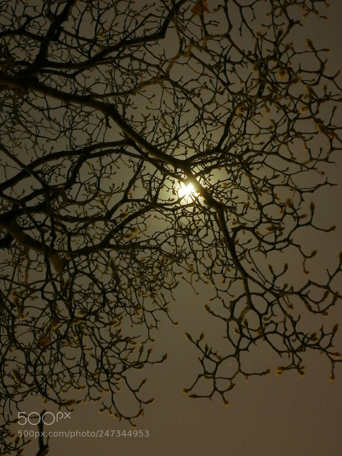 HUAWEI P10 sample photo. 早春花月夜 photography