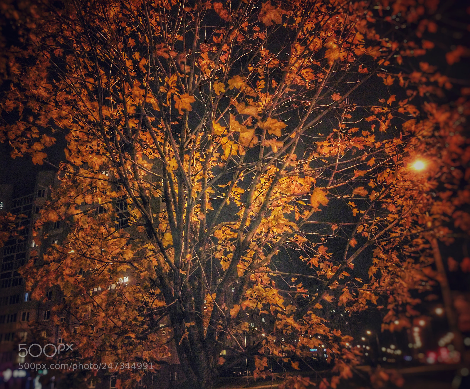 Xiaomi MI 5 sample photo. Untitled photography