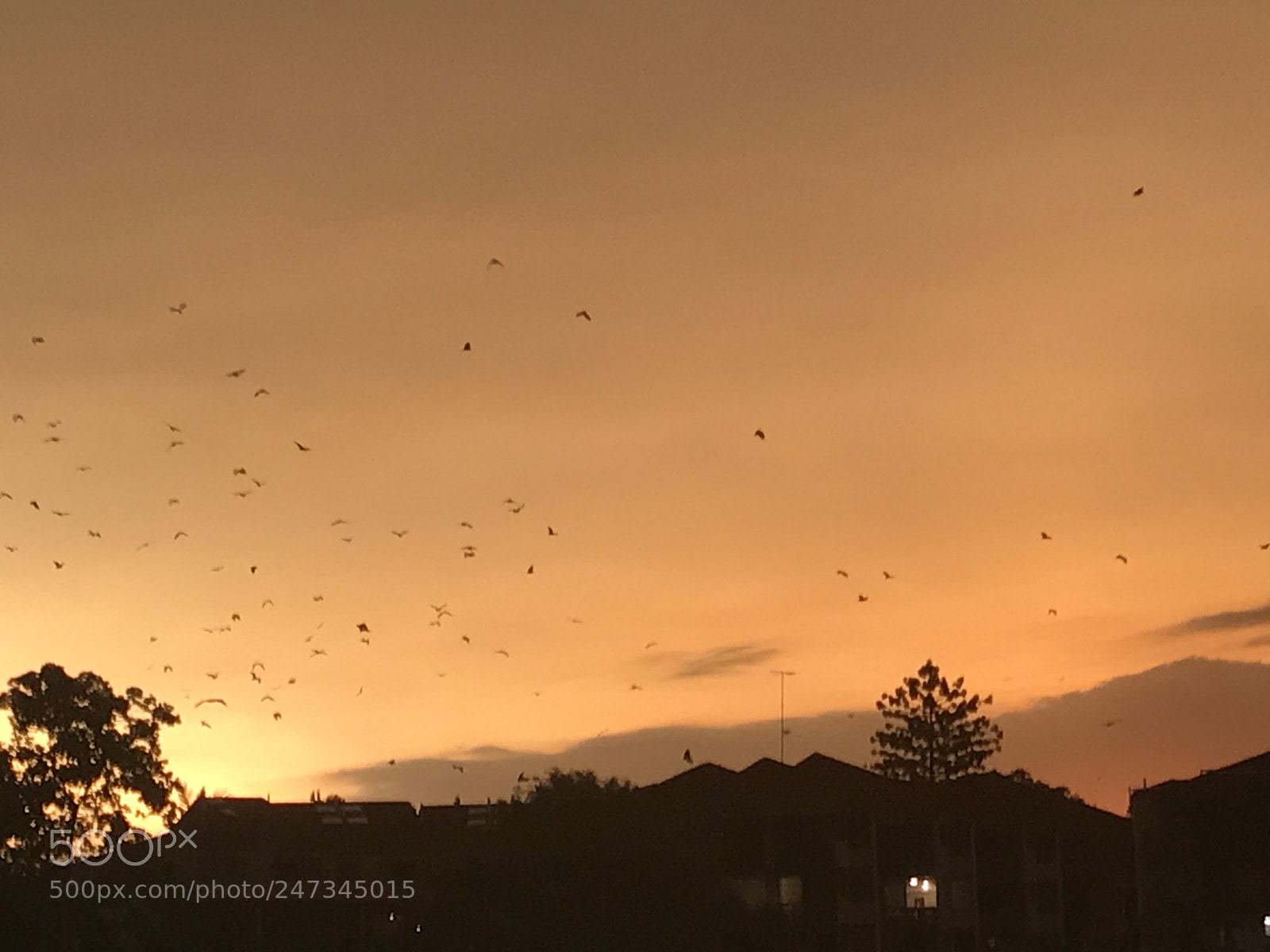 Apple iPhone 7 sample photo. Nice sunset in brisbane photography