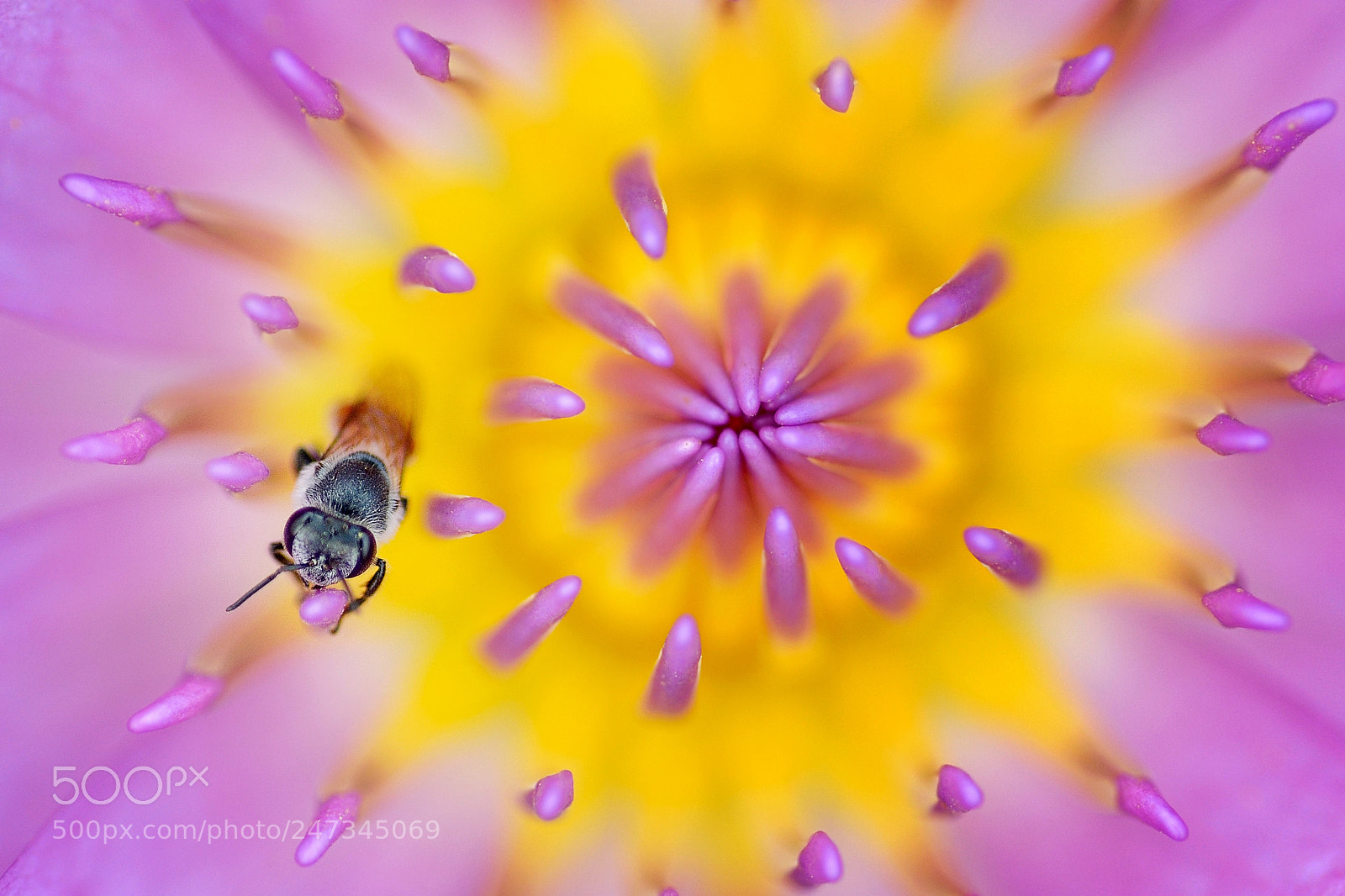 Nikon Df sample photo. Bee on lotus photography
