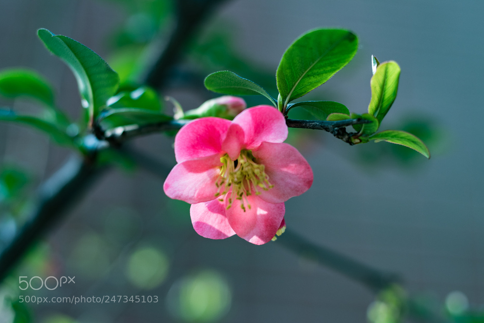 Canon EOS 80D sample photo. Marco lens 1 photography