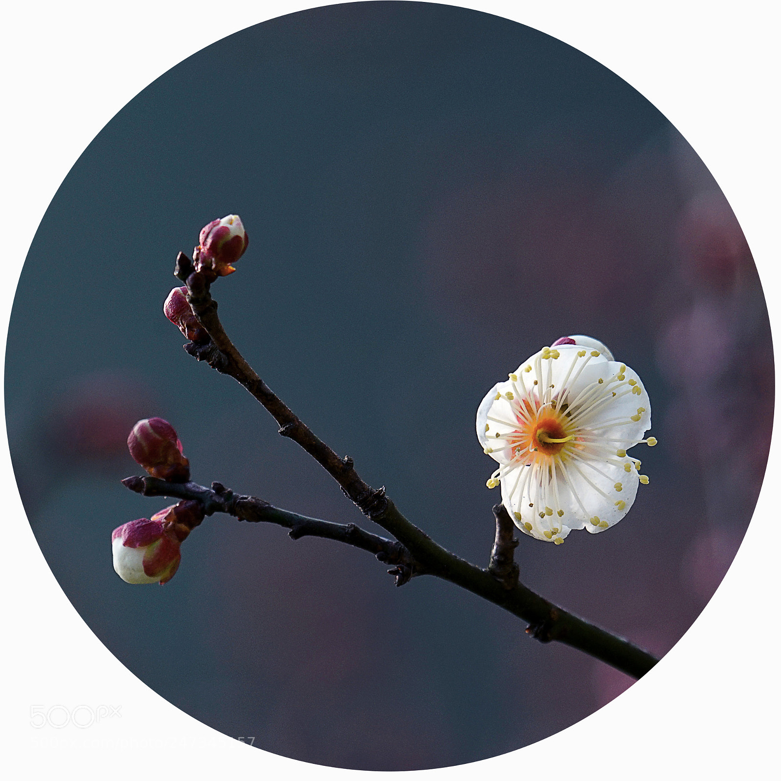 Sony a7R II sample photo. 白梅 photography