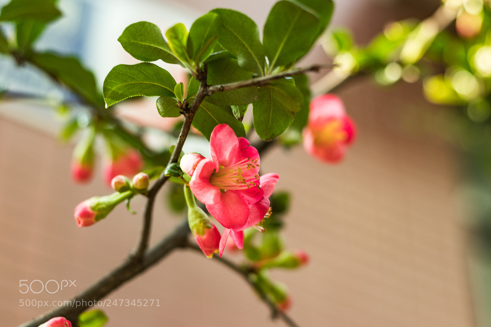 Canon EOS 80D sample photo. Macro lens 2 photography