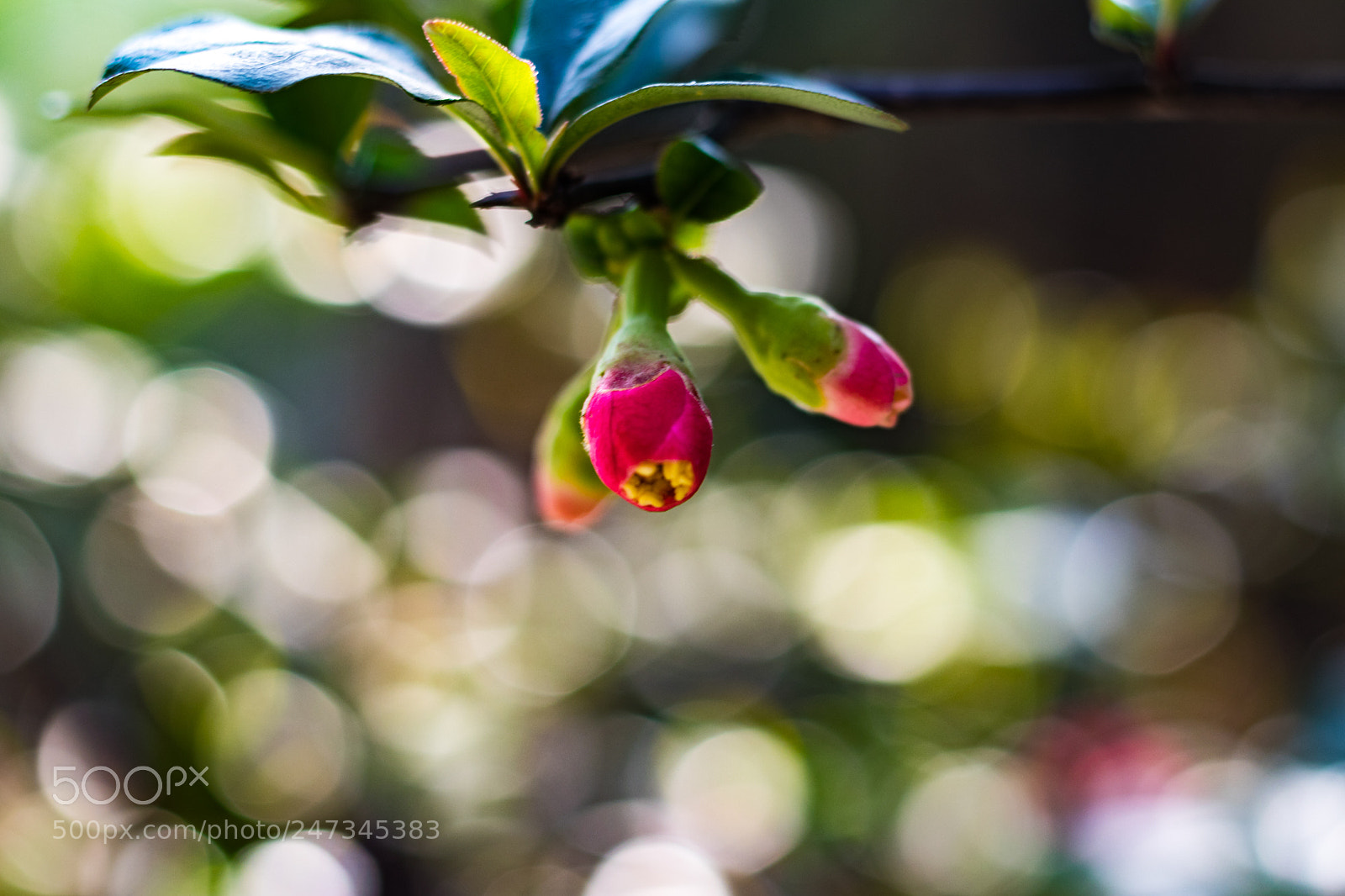 Canon EOS 80D sample photo. Macro lens 3 photography