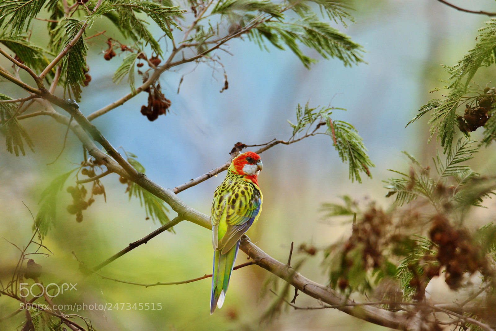 Nikon D800E sample photo. The eastern rosella platycercus photography