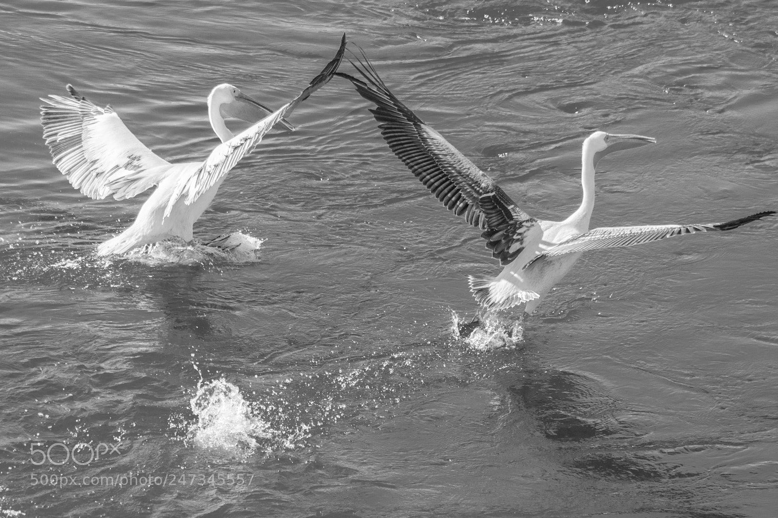 Nikon D7200 sample photo. Flying together photography
