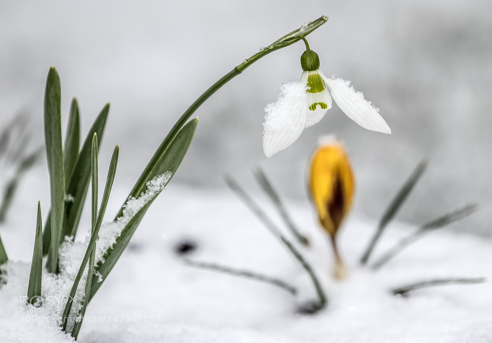 Canon EOS 80D sample photo. Snowdrop photography