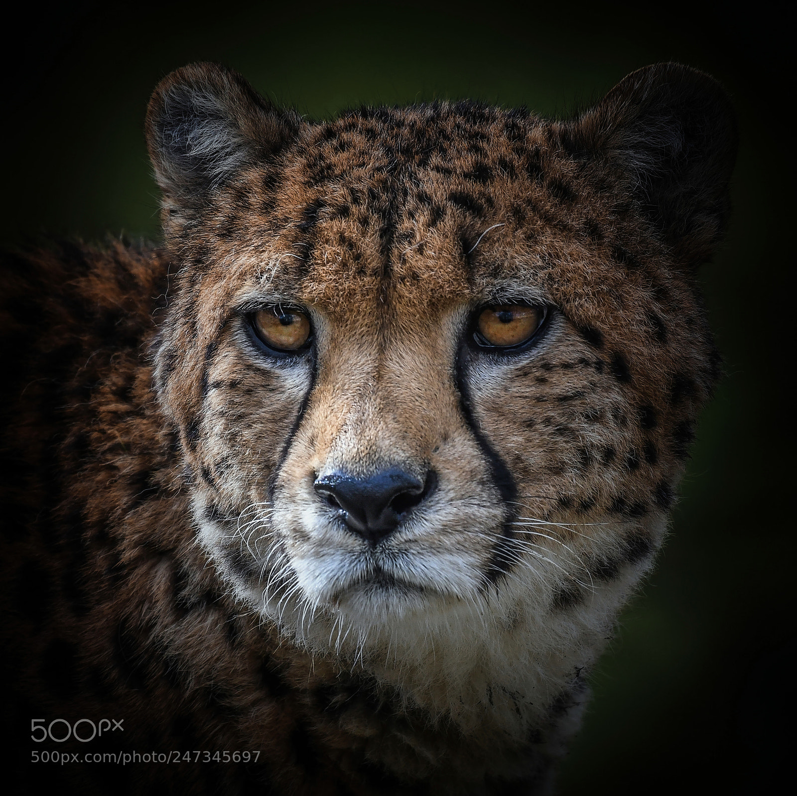 Nikon D500 sample photo. Portrait of a leopard photography