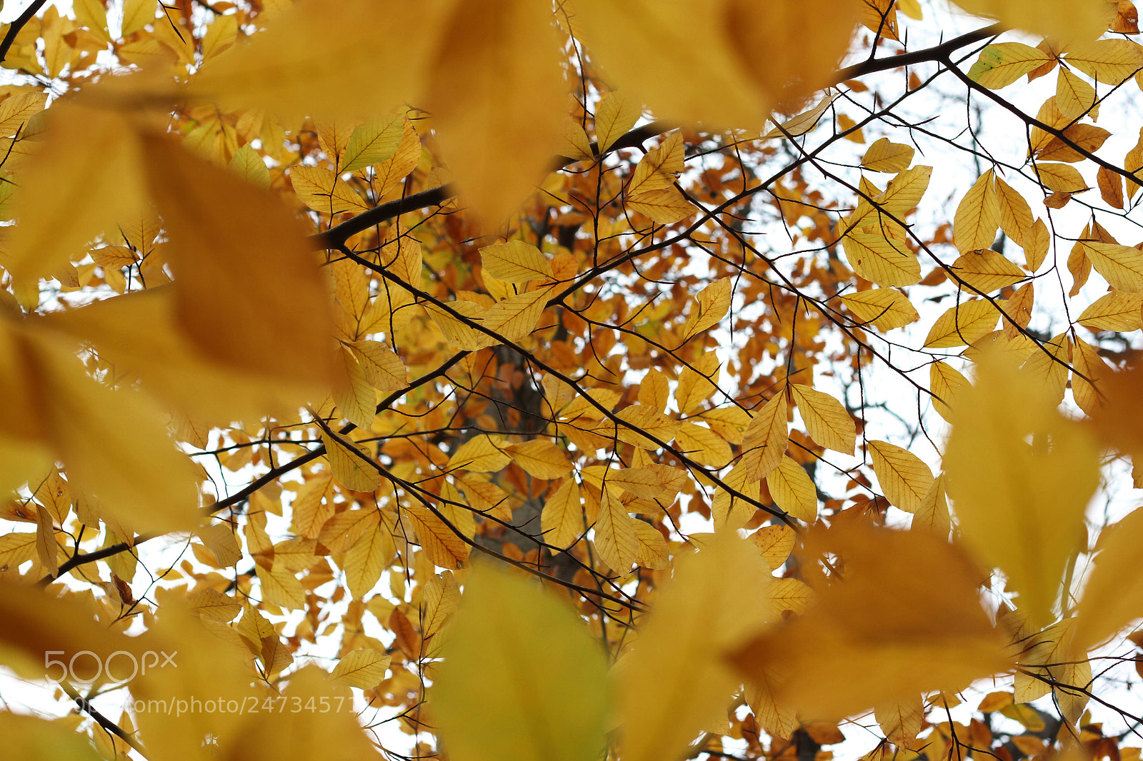 Canon EOS 7D sample photo. Yellow photography
