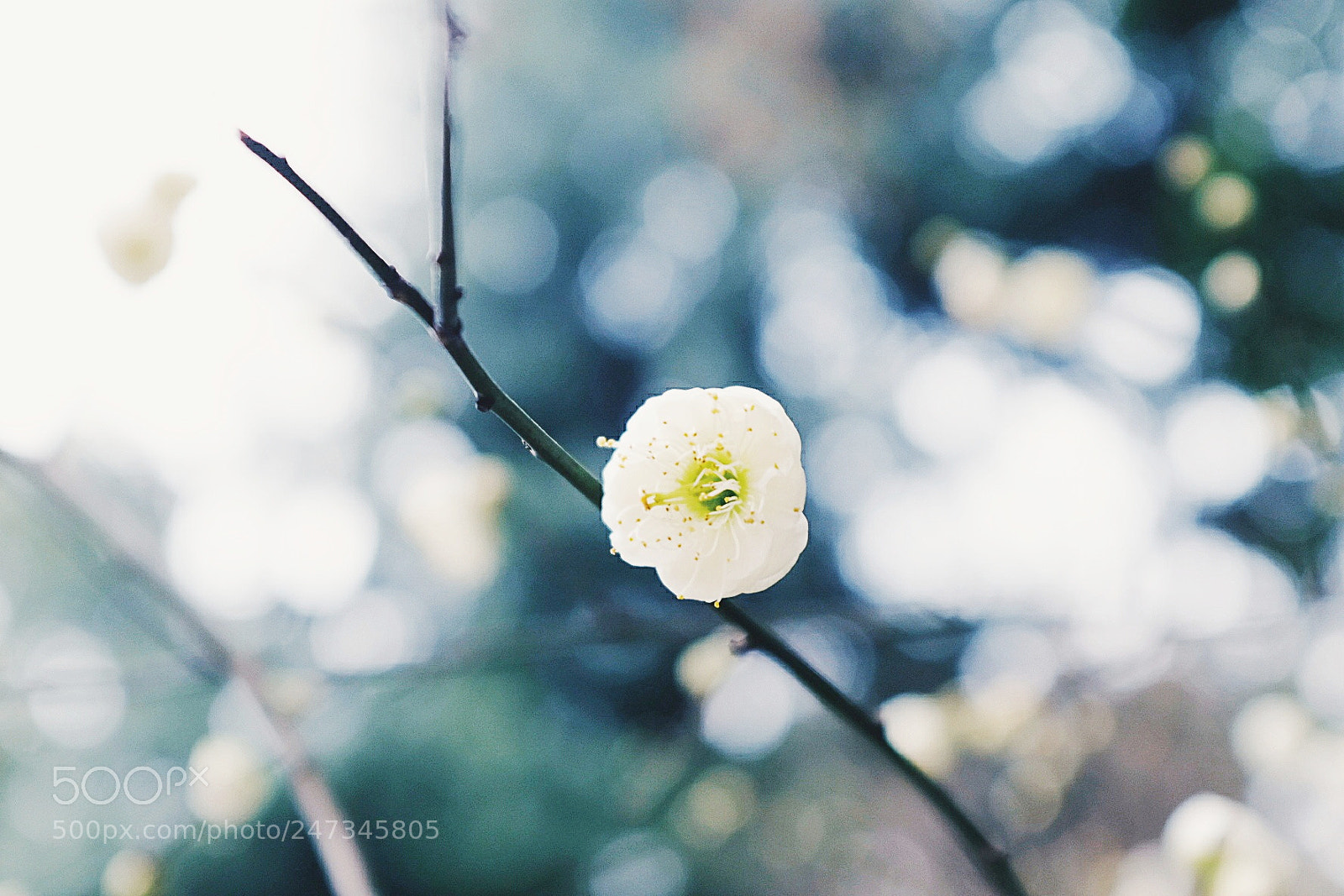 Fujifilm X100F sample photo. 梅花2 photography