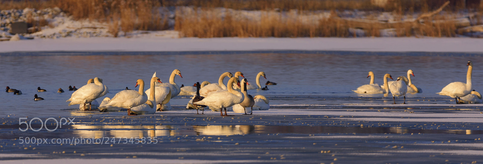 Nikon D7200 sample photo. Winter wonderland for birds photography